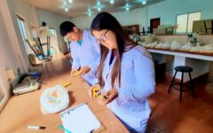 investigación maíz