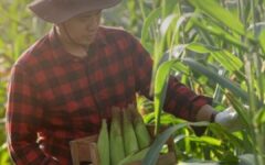 agricultura