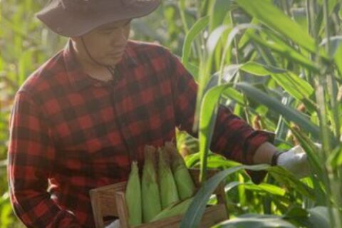 agricultura