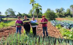 entrega de plantines spp