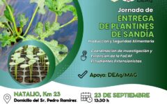 plantines sandía - natalio