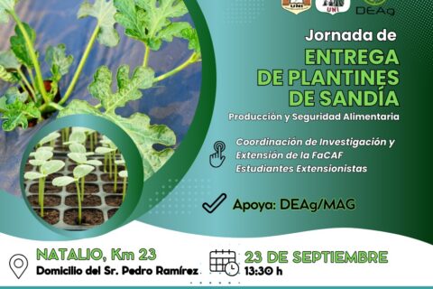 plantines sandía - natalio
