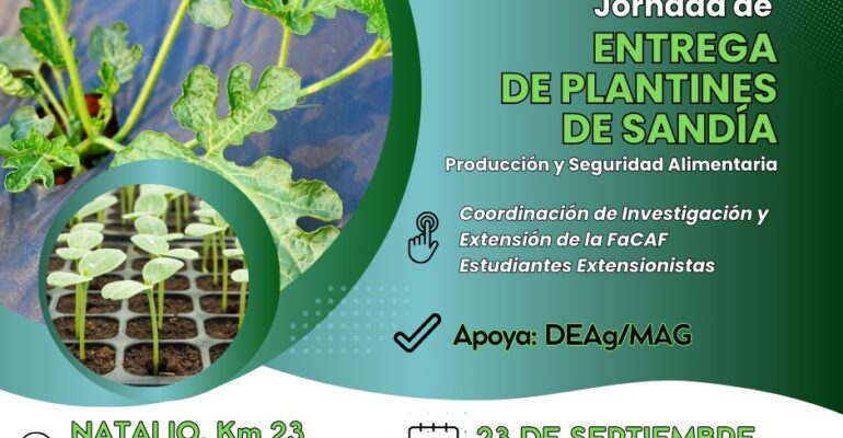 plantines sandía - natalio