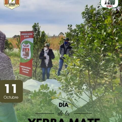 yerba mate