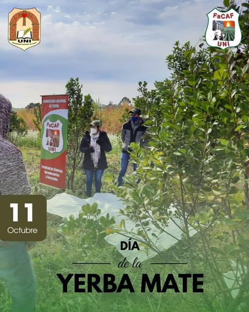yerba mate
