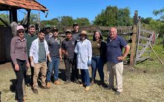 manejo de bovinos natalio