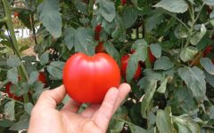 678926203_1466237785517119_6663056024058538240_n