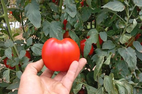 678926203_1466237785517119_6663056024058538240_n