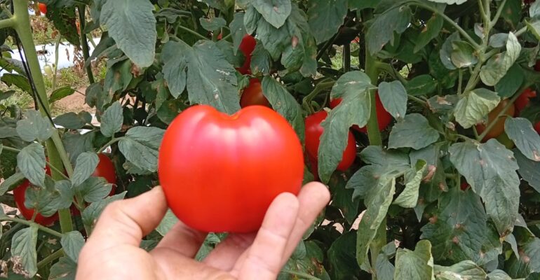 678926203_1466237785517119_6663056024058538240_n