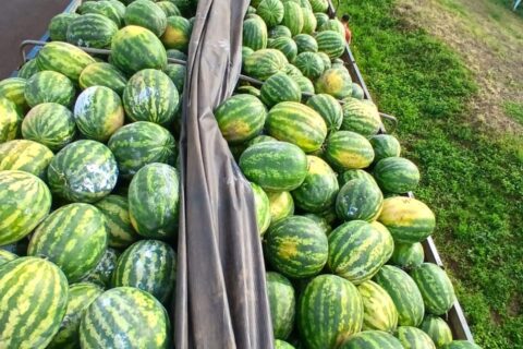 679077026_1466228495518048_7654075859882895588_n