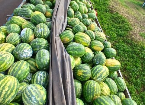 679077026_1466228495518048_7654075859882895588_n