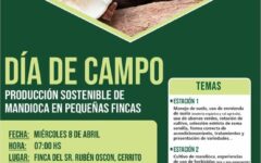 dia de campo mandioca