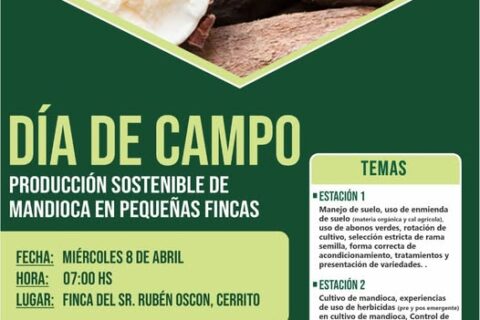 dia de campo mandioca