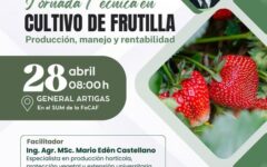 frutilla