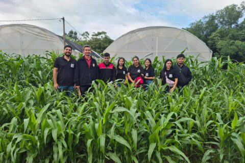 tipos de forraje (3)