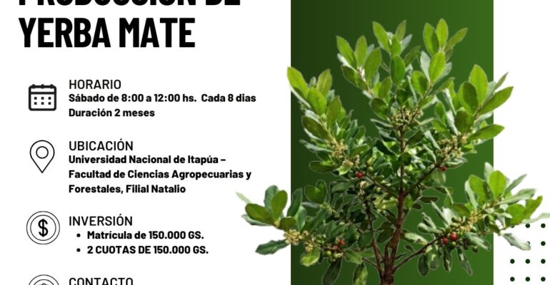 yerba mate