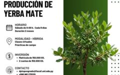 dip yerba mate