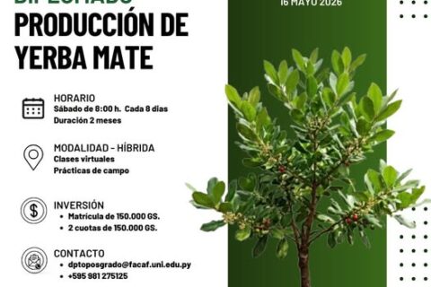 dip yerba mate