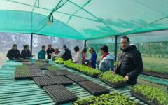 entrega de plantines spp (6)