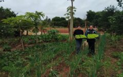entrega de plantines (2)