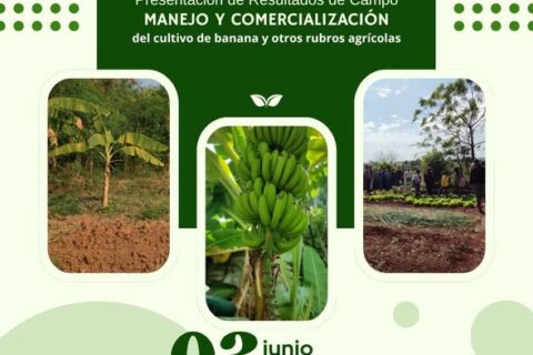presentación de resultados (1)
