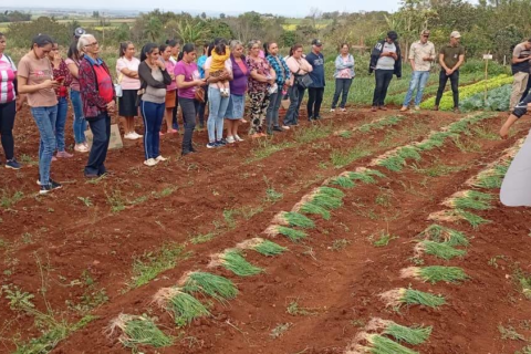 entrega de cebollas (2)
