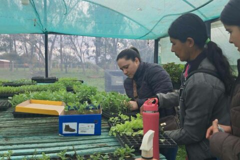 invernadero spp (5)