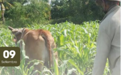 agricultor