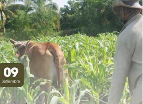 agricultor