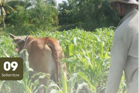 agricultura