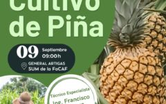 cultivo de piña