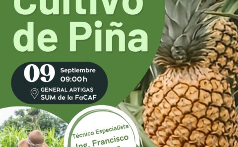 cultivo de piña