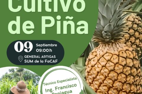 cultivo de piña