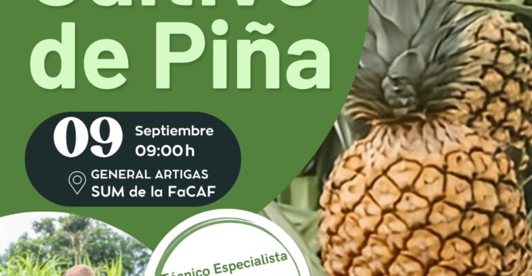 cultivo de piña