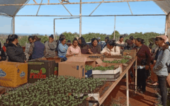 entrega de cucurbitáceas (3)