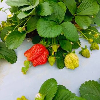 emprendimieto egresado (2)