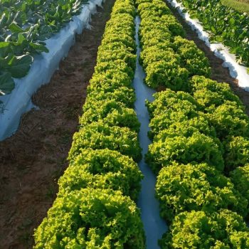 emprendimieto egresado (3)